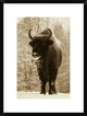 "European Bison or Wisent in snow, Europe"  by Rinie Van Meurs, 20x26"