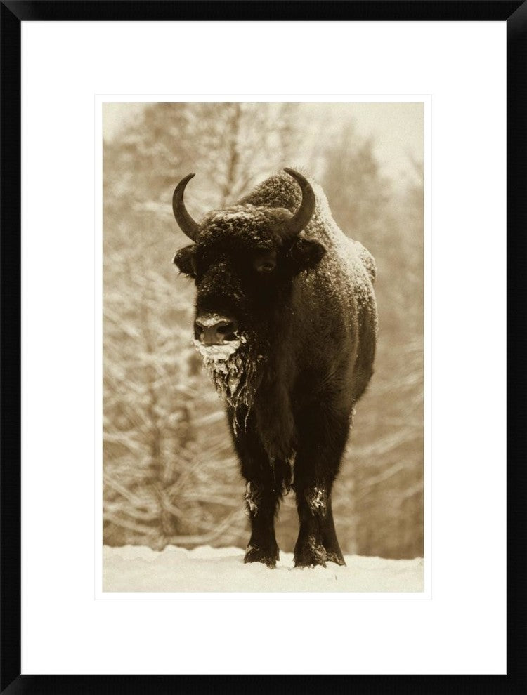 "European Bison or Wisent in snow, Europe"  by Rinie Van Meurs, 20x26"