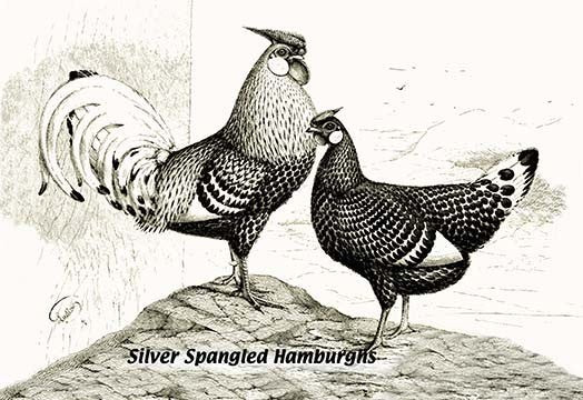 Silver Spangled Hamburghs- Canvas Poster 20" x 30"
