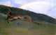 Albert Bierstadt Rainbow over a Fallen Stag, 18"x27" Wall Decal