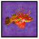 Lionfish Animal Purple Print on Canvas with Picture Frame, 20"x20"