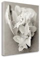 "Florison - 27" By Alan Blaustein, Giclee Print on Gallery Wrap Canvas