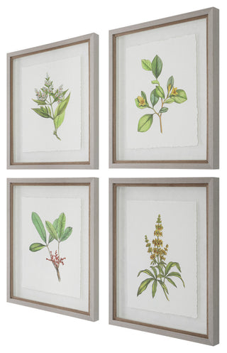 Uttermost Wildflower Study Plastic Paper Prints in Brown/Green/White (Set of 4)
