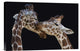 "The Kiss" Stretched Canvas Giclee by Manfred Foeger, 18x12"