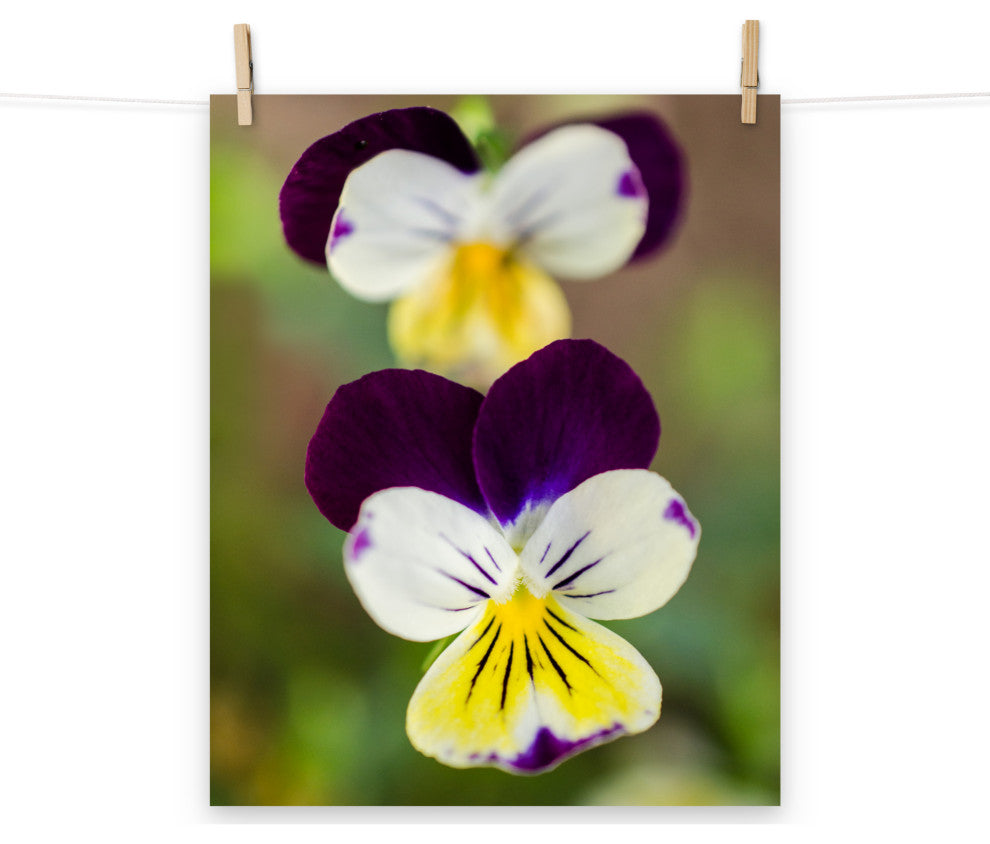 Pretty Little Violets Floral / Botanical Photograph Unframed Wall Art Prints, 16" X 20"