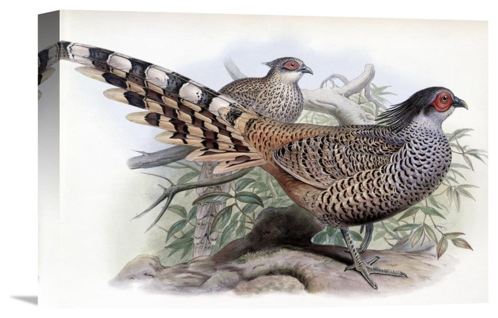 "Cheer" Stretched Canvas Giclee by John Gould, 16"x11"