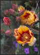 "Opuntia in bloom, North America" Framed Canvas Giclee by Tim Fitzharris, 25x33"