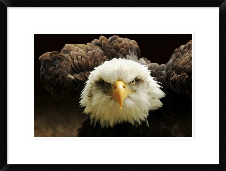 "The Judge" Framed Digital Print by Tim Kirwan, 26"x20"
