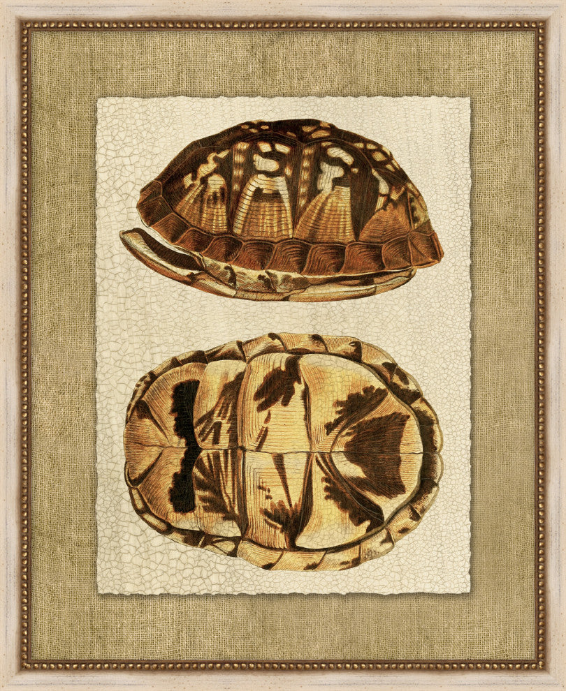 Neutral Turtle 2, Giclee Reproduction Artwork