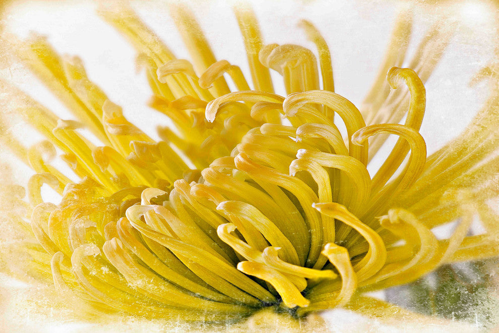 "Chrysanthemum" Painting Print on Canvas by Aryai