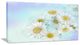 White Gerbera Flowers on Light Blue, Large Floral Canvas Artwork, 32"x16"