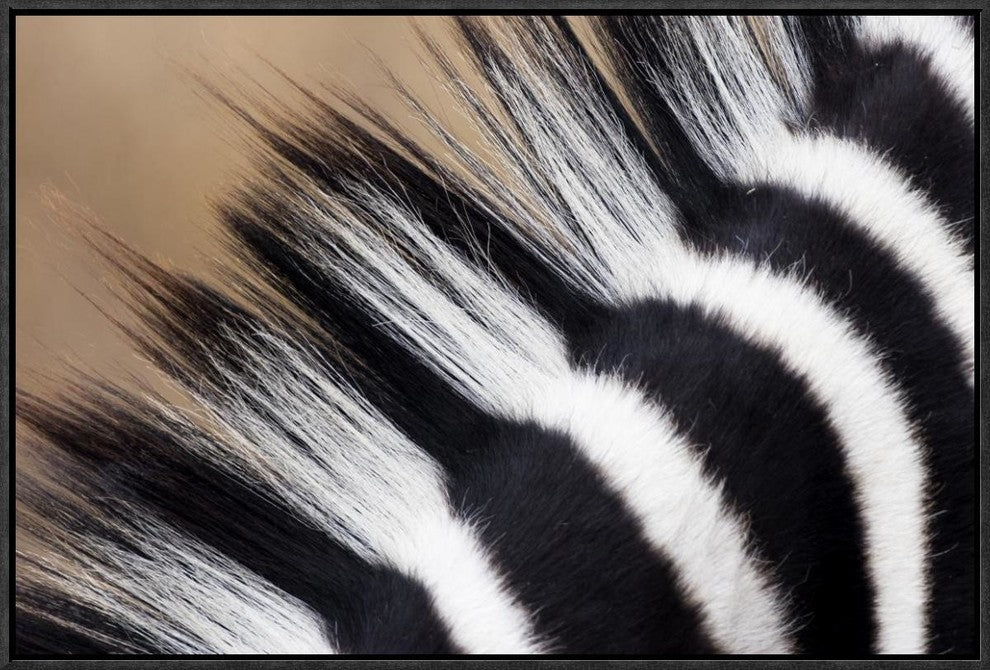 Zebra Mane, Khama Rhino Sanctuary, Serowe, Botswana, 24"x16"