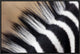 Zebra Mane, Khama Rhino Sanctuary, Serowe, Botswana, 24"x16"