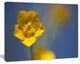Solitary Large Yellow Flower, Floral Canvas Art Print, 20"x12"