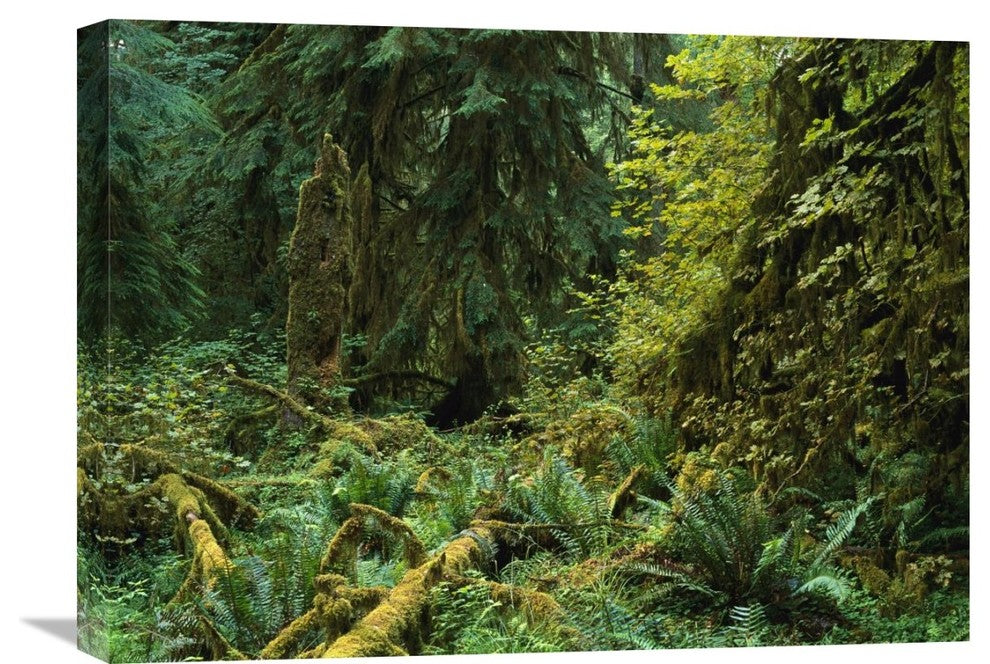 "The Hoh Rain Forest, Olympic National Park, Washington" Artwork