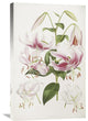 "A Monograph of The Genus Lilium" Artwork, 20" x 30"