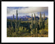 "Saguaro cacti and Santa Catalina Mountains, Arizona"  by Tim Fitzharris, 32x26"