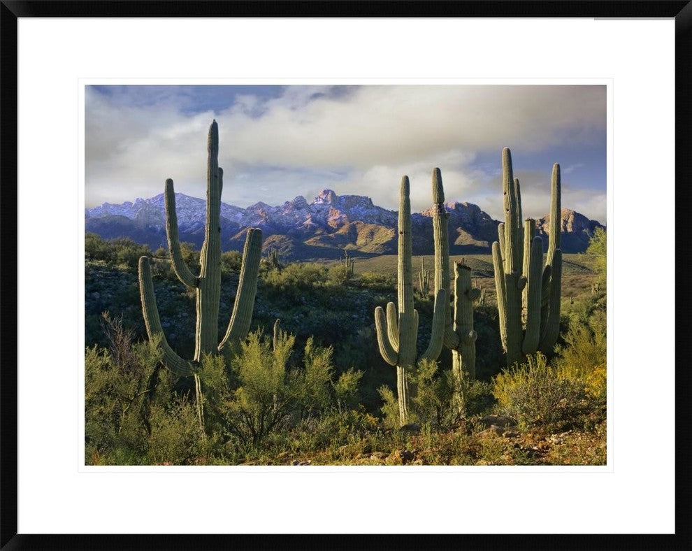 "Saguaro cacti and Santa Catalina Mountains, Arizona"  by Tim Fitzharris, 32x26"