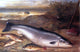 Gustave Joseph Cheret Still Life of Fish, 18"x27" Wall Decal