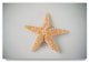 "White Orange Starfish" by Lightboxjournal, Canvas Art, 16"x24"