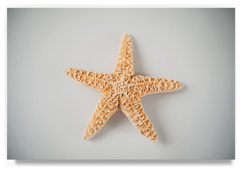 "White Orange Starfish" by Lightboxjournal, Canvas Art, 16"x24"