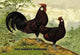 Gold Spangled Hamburghs- Gallery Wrapped Canvas Art 28" x 42"