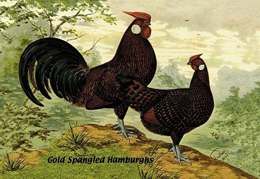 Gold Spangled Hamburghs- Gallery Wrapped Canvas Art 28" x 42"