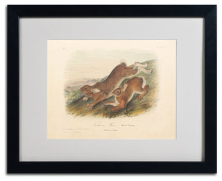 'Northern Hare' Matted Framed Canvas Art by John James Audubon