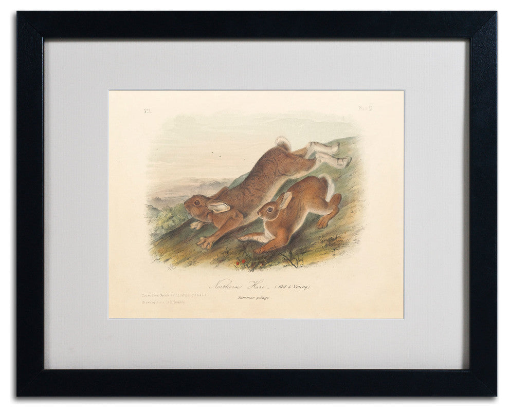 'Northern Hare' Matted Framed Canvas Art by John James Audubon