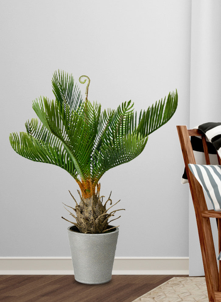 Serene Spaces Living Faux Cycad Tree in Gray Cement Pot, 17" Tall