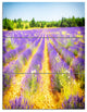 Fantastic Lavender Field of France, Floral Triptych Canvas Art, 28x36, 3 Panels