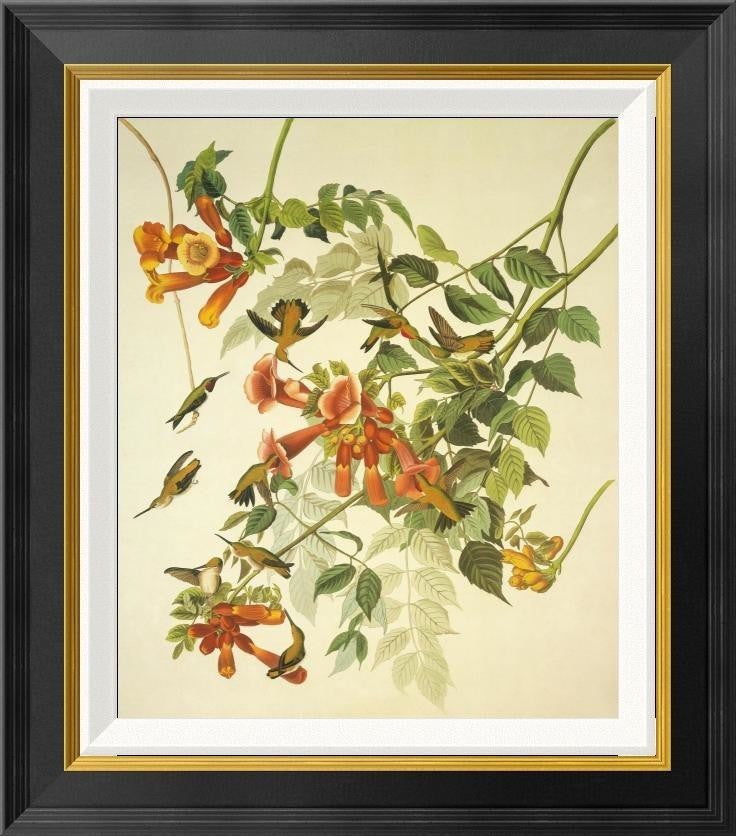 "Ruby-Throated Hummingbird" Framed Canvas Giclee by John James Audubon, 20x22"