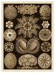 "Haeckel Nature Illustrations: Ascidiae - Sepia Tint" Print, 14"x18"