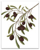Olive Branch Neutral 4 16x20 Canvas Wall Art