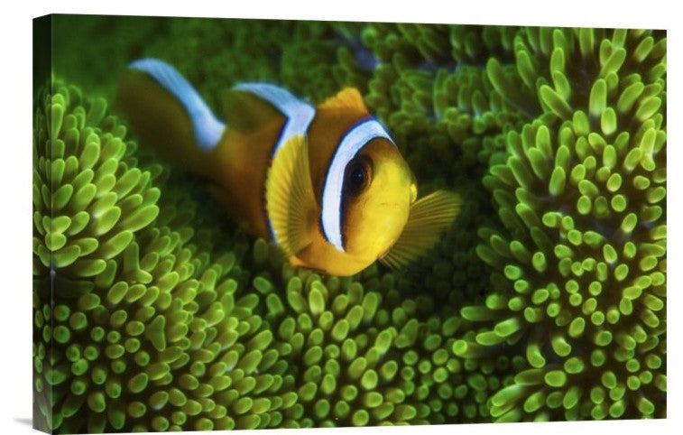 "Yellow Clownfish On Green Anemon" Canvas by Barathieu Gabriel, 18x12"