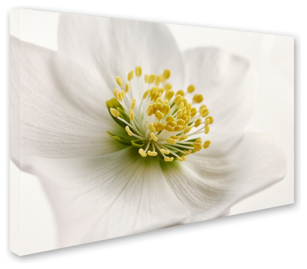 Cora Niele 'White Helleborus' Canvas Art
