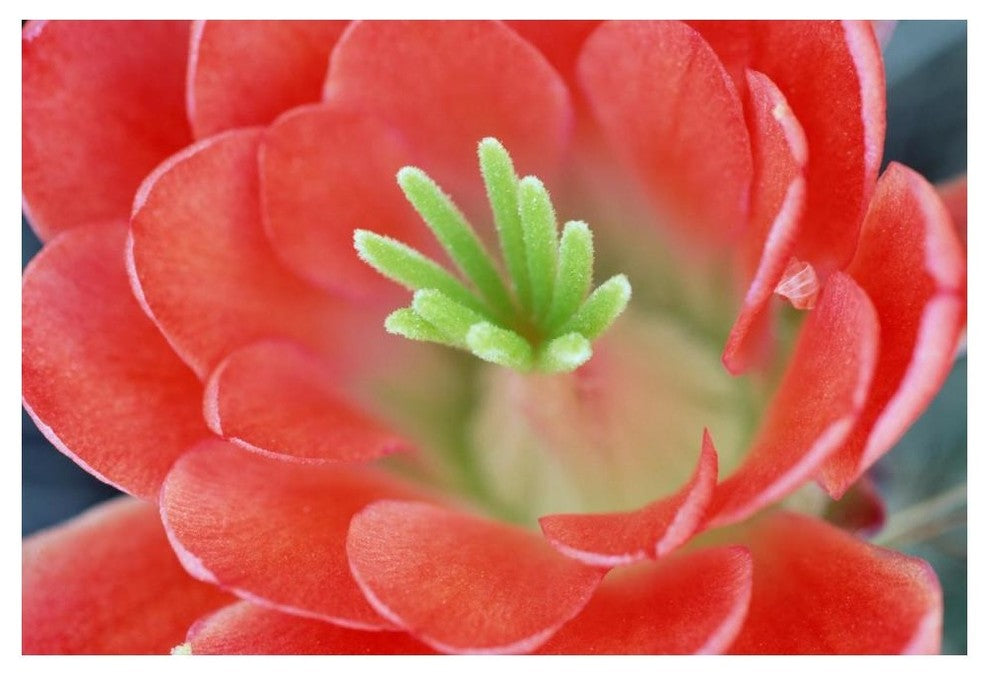"Claret Cup Cactus flower, Arizona" Paper Print by Tim Fitzharris, 50"x34"