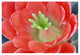 "Claret Cup Cactus flower, Arizona" Paper Print by Tim Fitzharris, 50"x34"