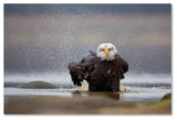 Milan Zygmunt 'Bald Eagle' Canvas Art, 12x19