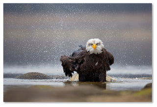 Milan Zygmunt 'Bald Eagle' Canvas Art, 12x19