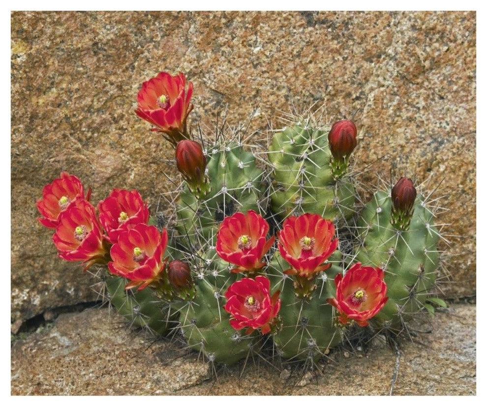 "Claret Cup Cactus flowering, Utah" Paper Print by Tim Fitzharris, 38"x32"