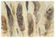 "Feather Study" Digital Paper Print by Albena Hristova, 26"x18"