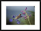 Broad-Tailed Hummingbird Feeding On Flowers, New Mexico, 24"x18"