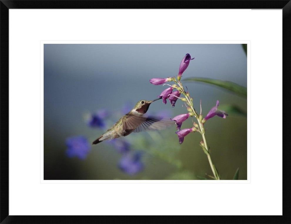 Broad-Tailed Hummingbird Feeding On Flowers, New Mexico, 24"x18"