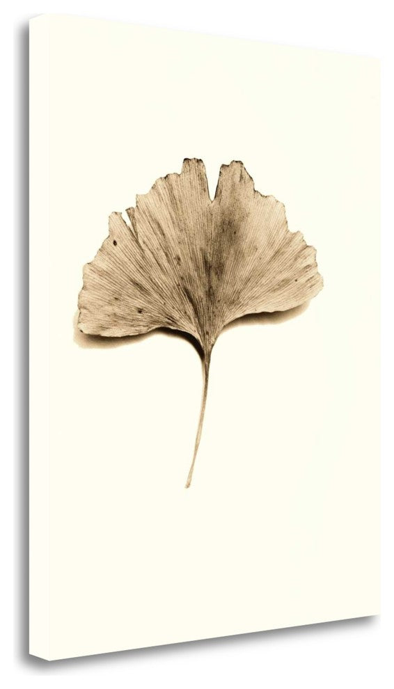 "Ginkgo Leaf" By Alan Blaustein, Giclee Print on Gallery Wrap Canvas