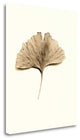 "Ginkgo Leaf" By Alan Blaustein, Giclee Print on Gallery Wrap Canvas