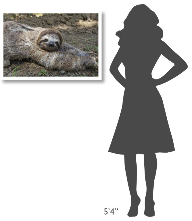 "Brown-throated 3-toed Sloth male, Aviarios Sloth Sanctuary" Paper Art, 32"x22"