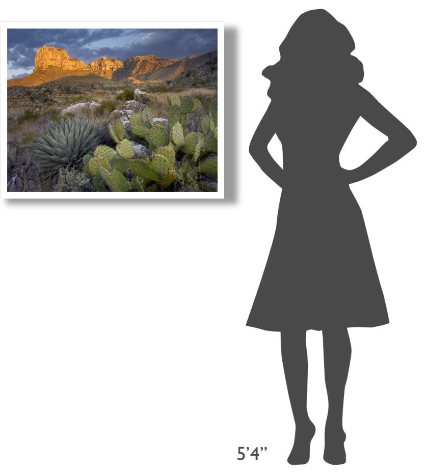 "Opuntia cactus and Agave, Guadalupe Mountains National Park" Paper Art, 34"x26"