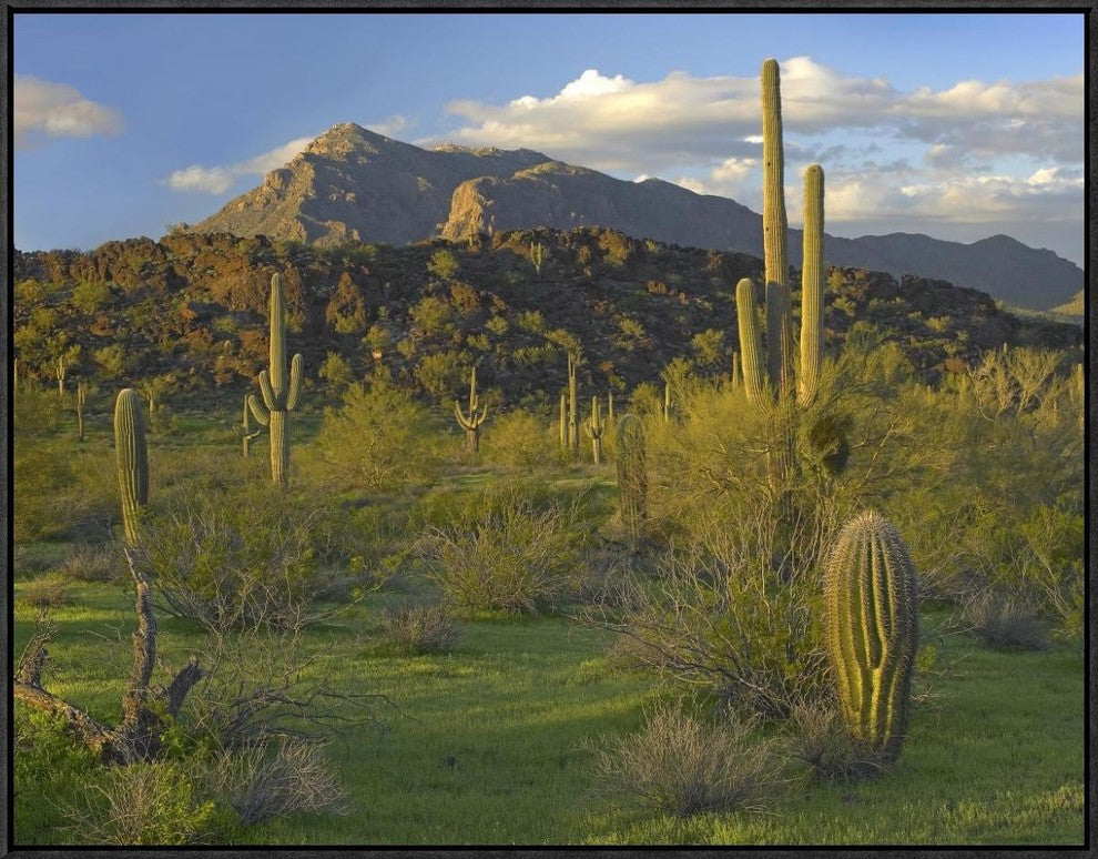 Saguaro Picacho Mountains, Picacho Peak State Park, Arizona, 32"x24"