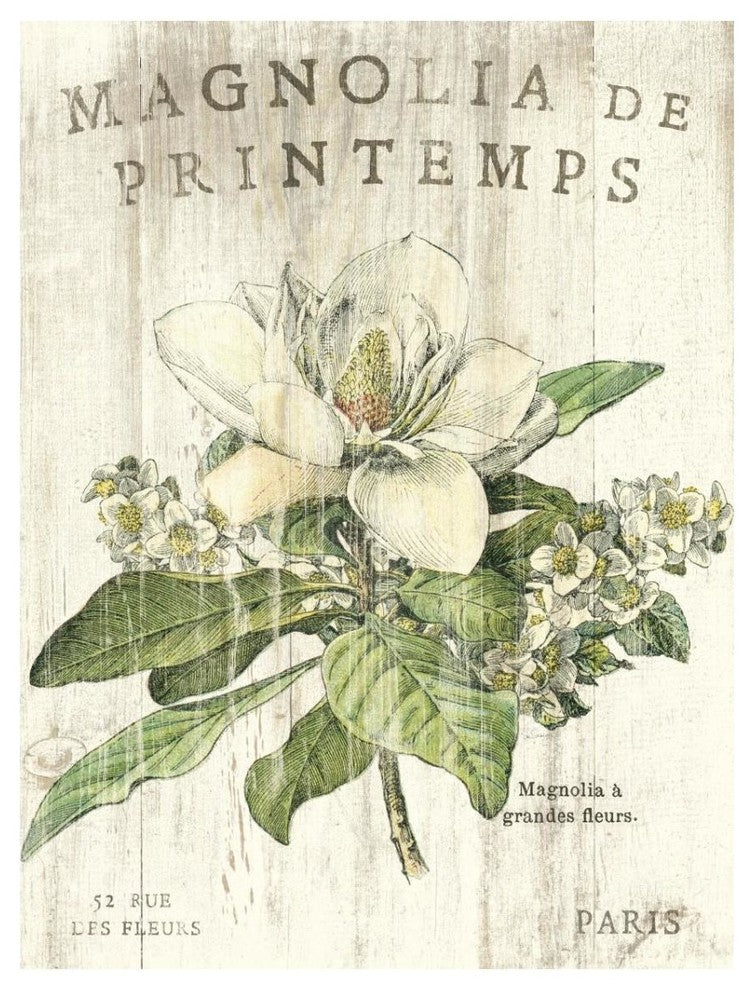 "Magnolia de Printemps" Digital Paper Print by Sue Schlabach, 14"x18"